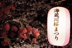 三重県　海蔵川　桜祭り