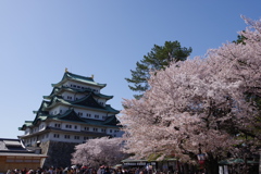 名古屋城と桜
