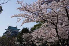 名古屋城と桜