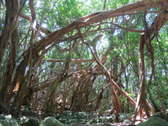 屋久島　猿川ガジュマル