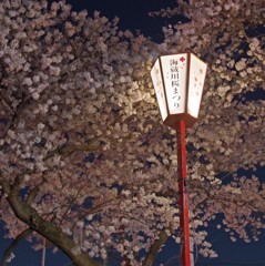 三重県　海蔵川　桜祭り