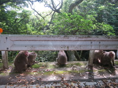 屋久サルの集会