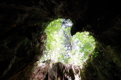 屋久島　ウィルソン株
