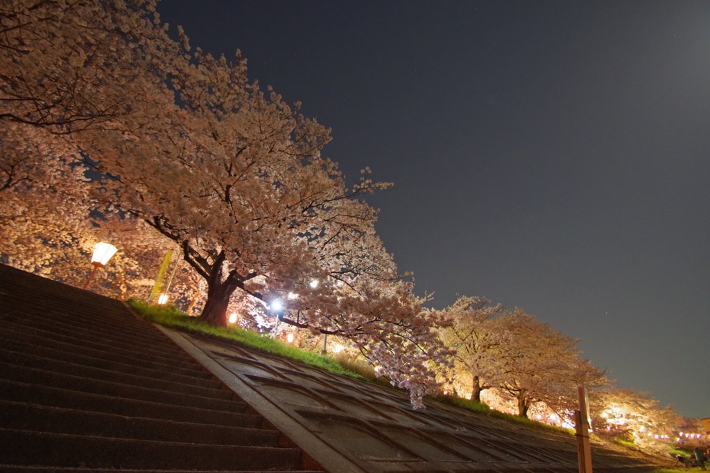 夜桜