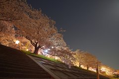 夜桜