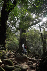屋久杉