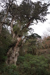 縄文杉