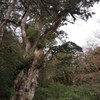 縄文杉