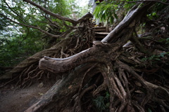 登山道