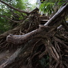 登山道
