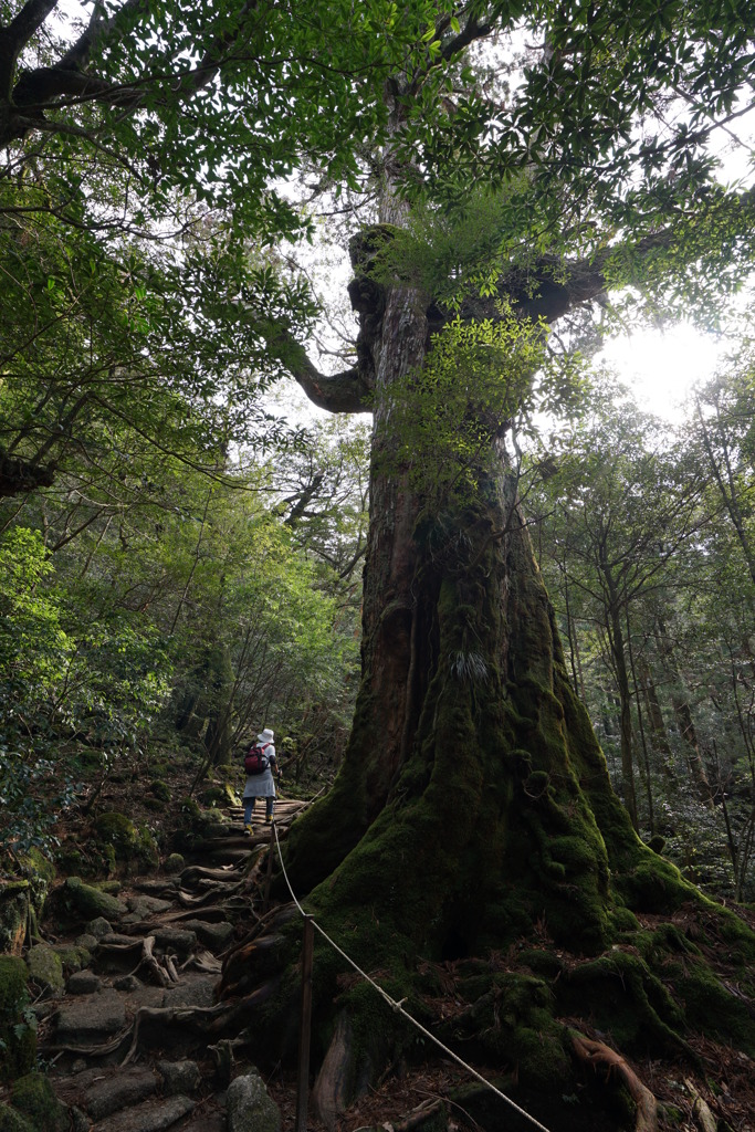 屋久杉
