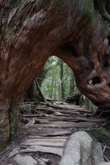 屋久杉