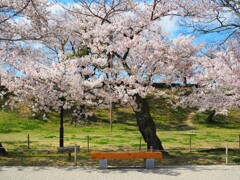 桜の下で待ち合わせ