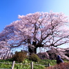 後醍醐天皇が褒めた桜