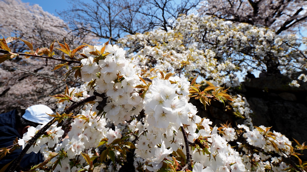 桜の滝