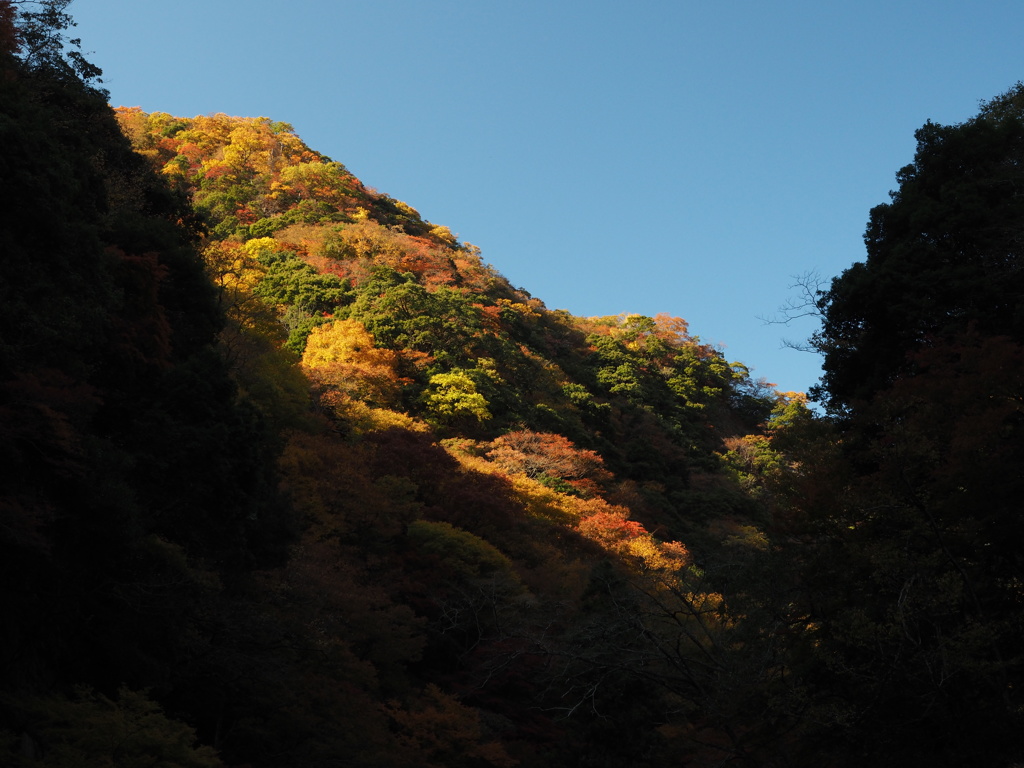 秋の夕日に