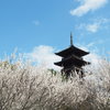 春が沸き立つ