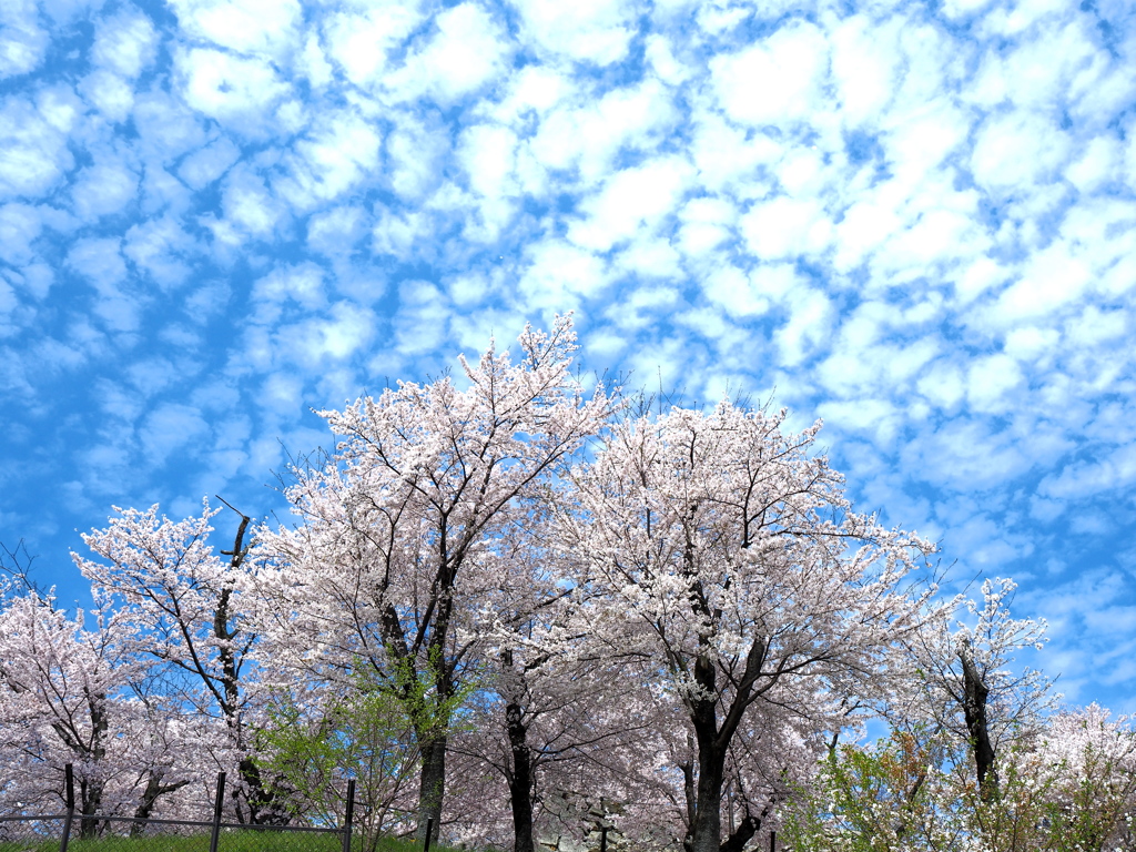 桜と雲