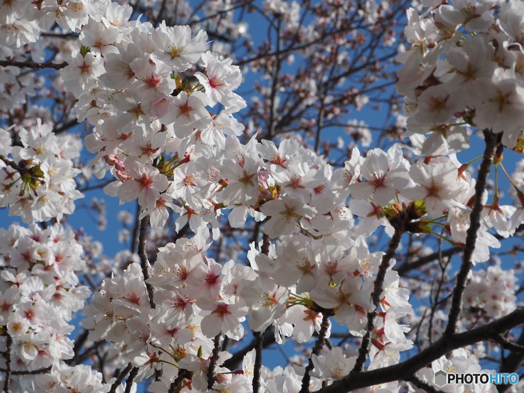 2018年春　桜その２