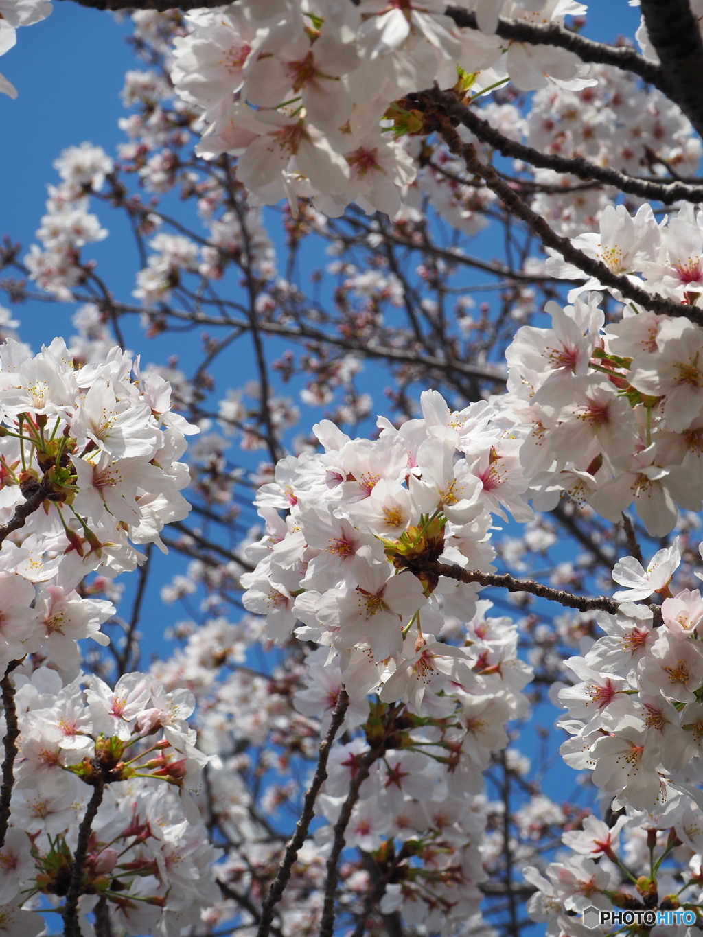 2018年春　桜その３