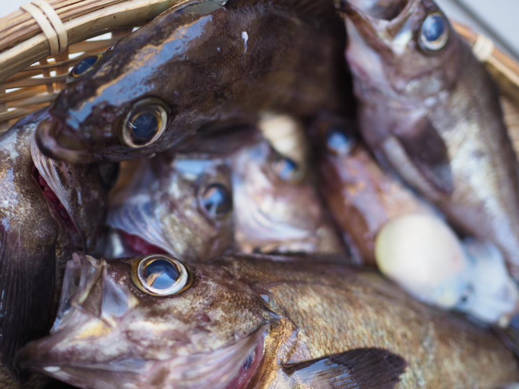 春告魚の出番は終わり？