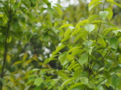 M42Takumar55mmF1.8の画像その3