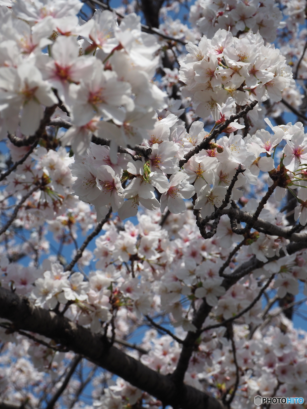 2018年春　桜その４