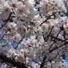 2018年春　桜その４