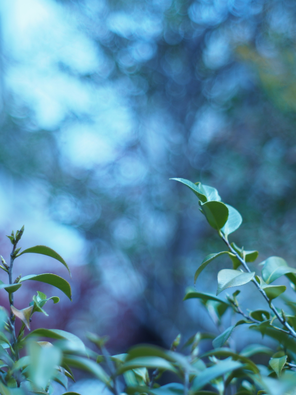 M42Takumar55mmF1.8の画像その2