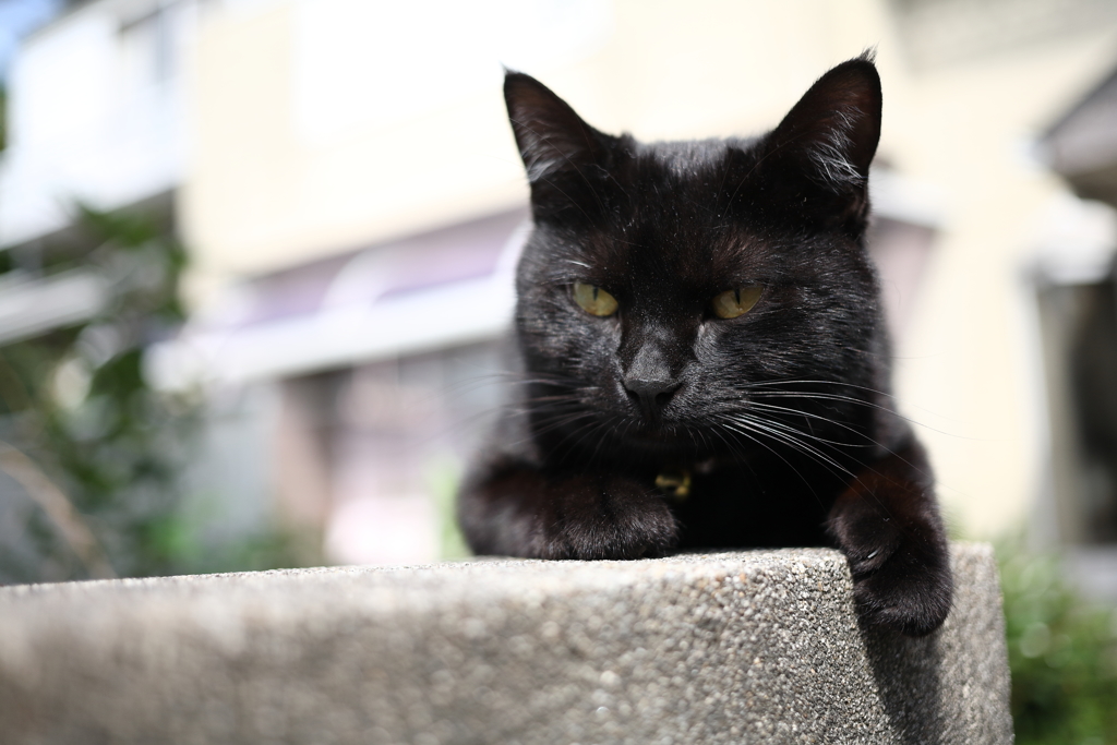 我が家のグラちゃん その4
