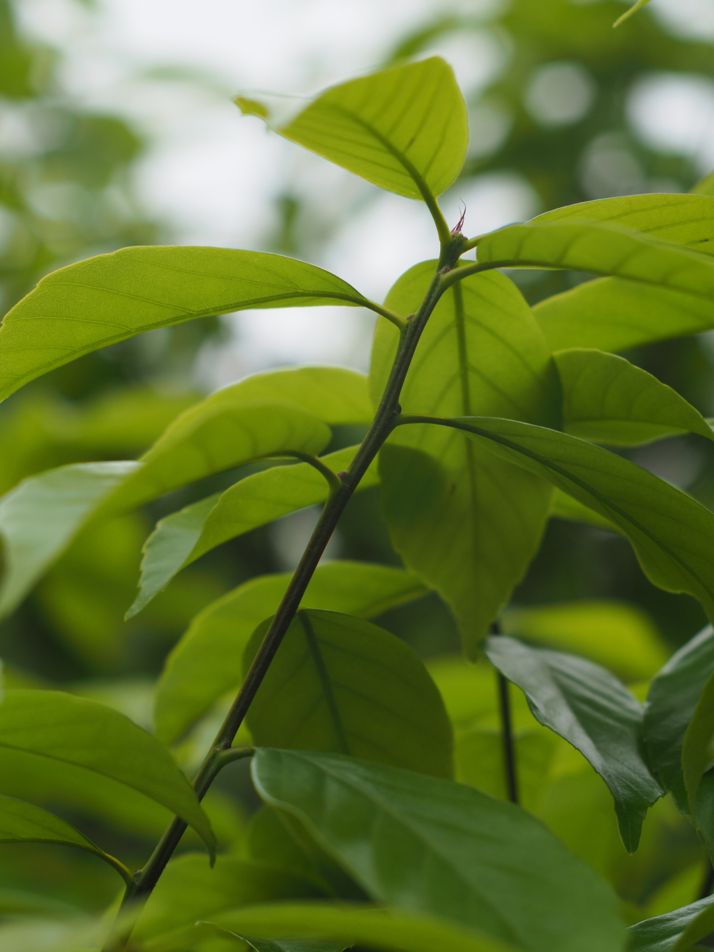 M42Takumar55mmF1.8の画像その4