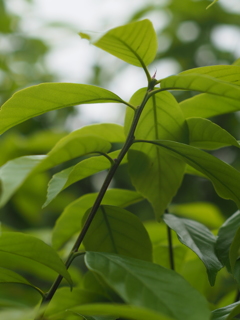 M42Takumar55mmF1.8の画像その4