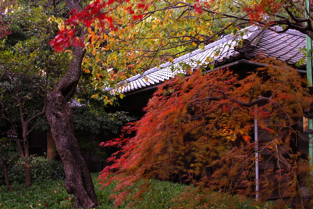 哲学堂の紅葉