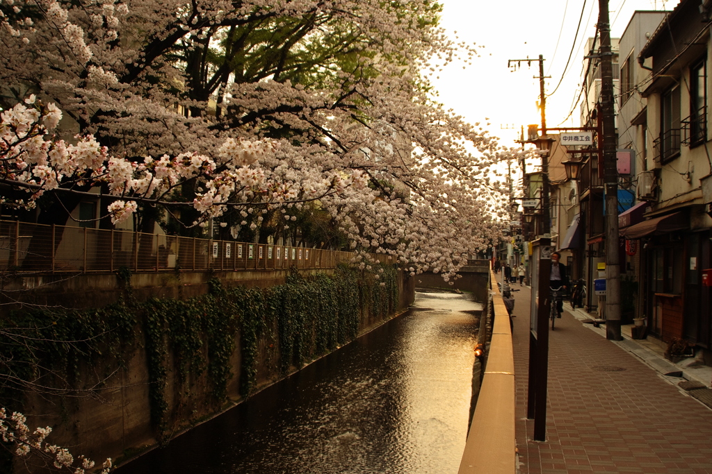 桜の季節夕方の商店街