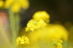 白梅と菜の花と (^^)/