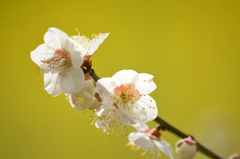 白梅と菜の花と (^'^)