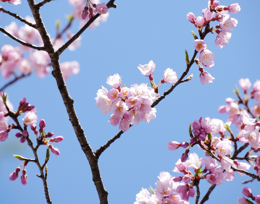 職場の桜②
