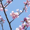 職場の桜②