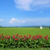 かんなと稲と青い空