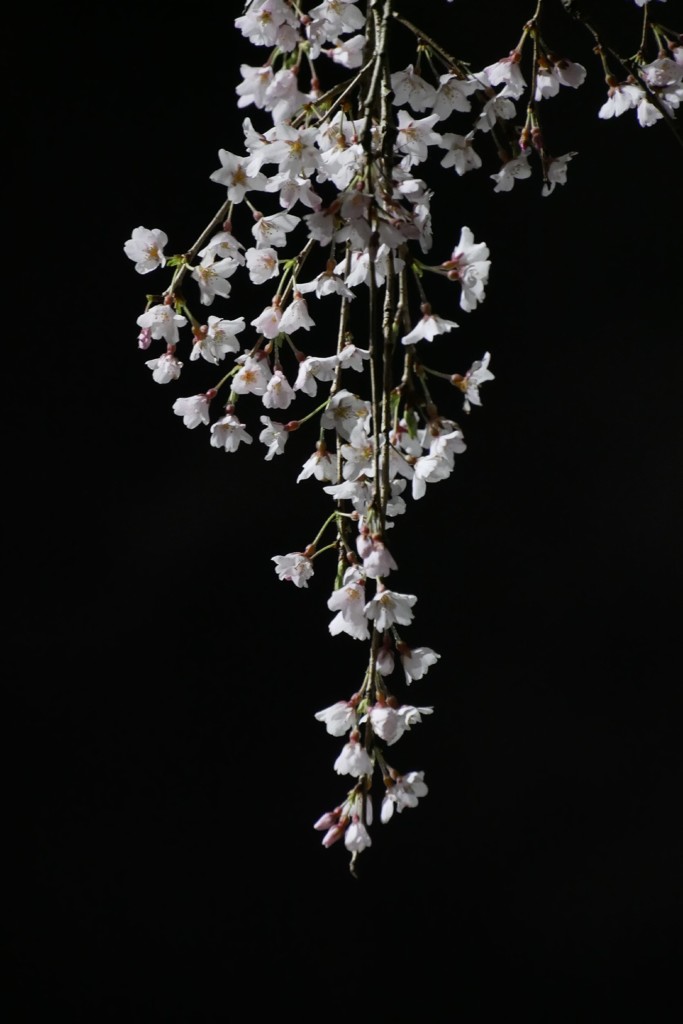 夜桜Ⅲ