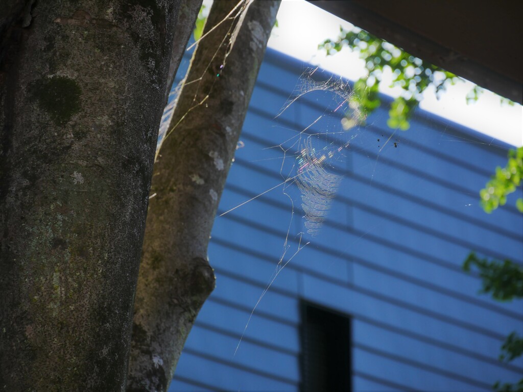 蜘蛛の巣②