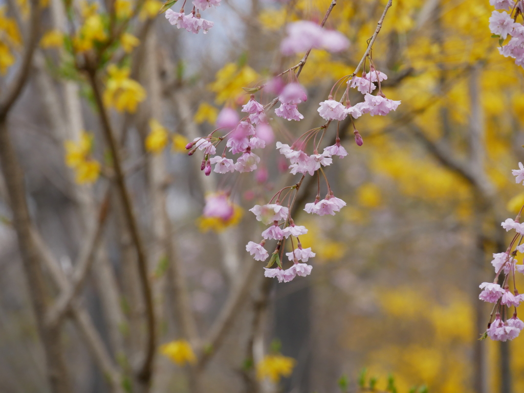 枝垂桜と。
