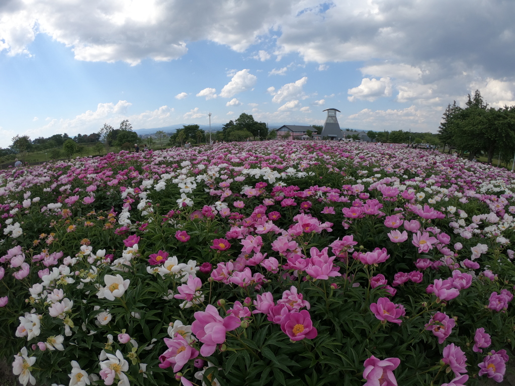 お花畑の練習③