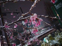 雪と桜