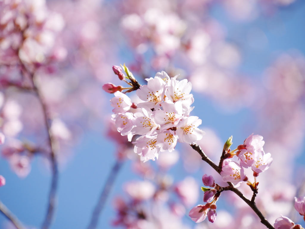 職場の桜