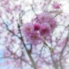 隠れミニー