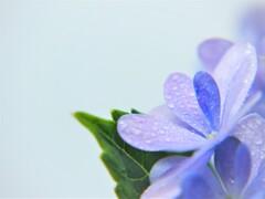 紫陽花②