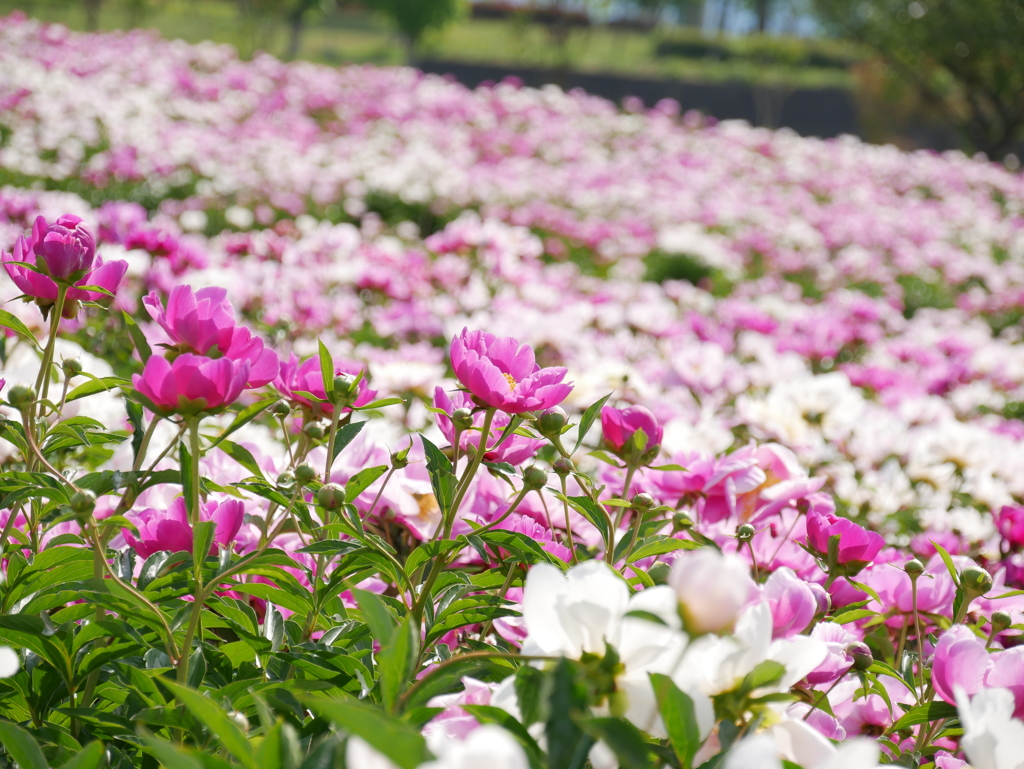 お花畑の練習①