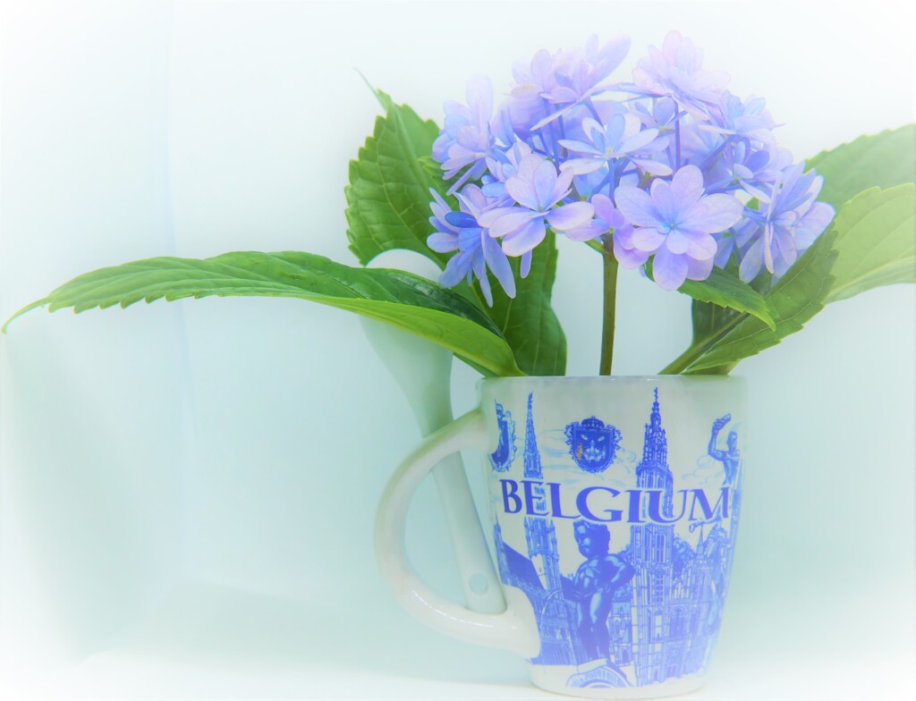 紫陽花③
