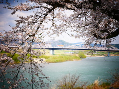 一目千本桜と白石川